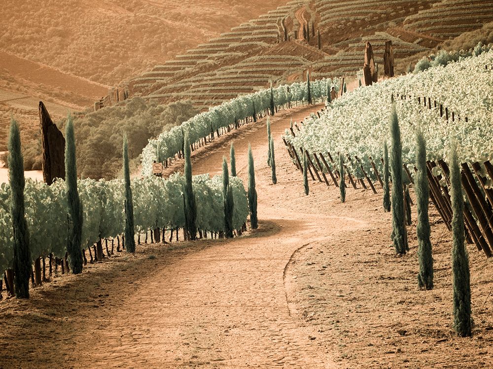 Portugal-Douro Valley-Backcountry road through the vineyards